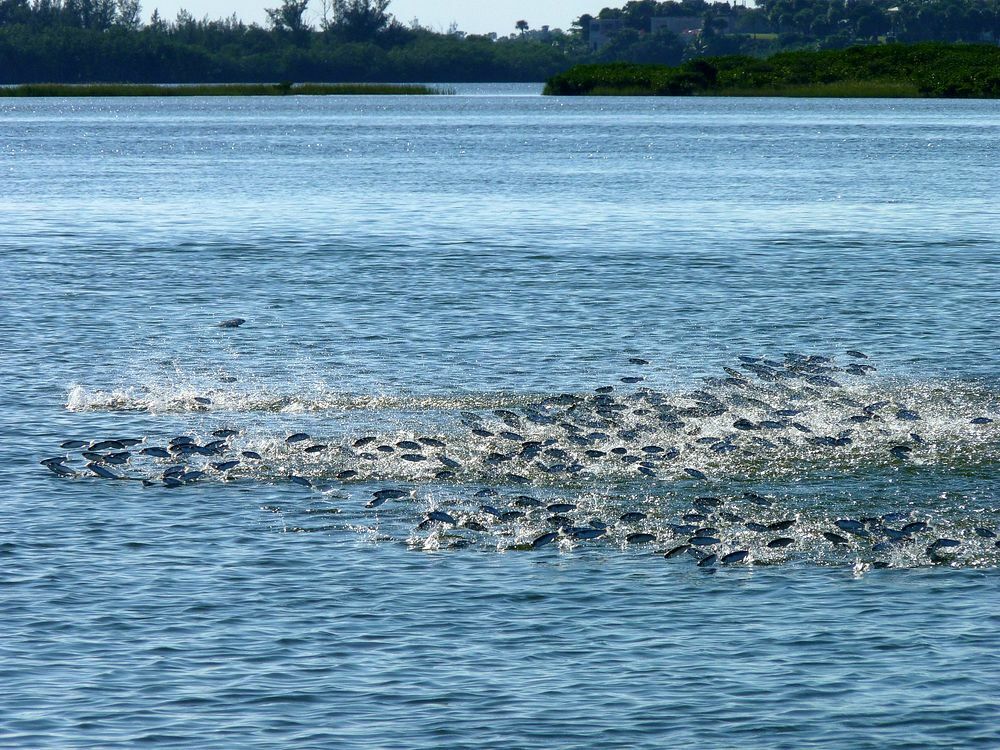 Click to See Next Image